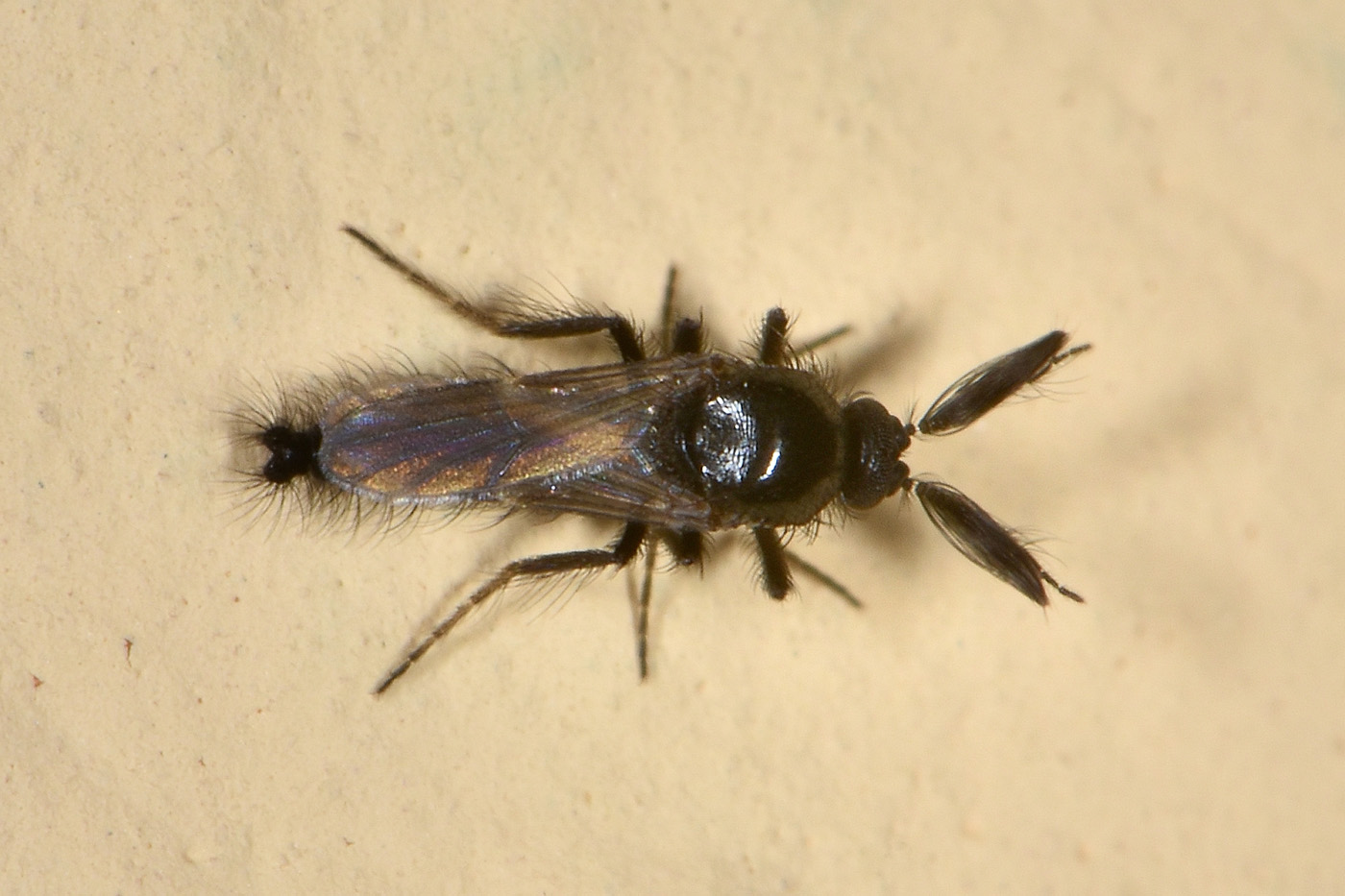 Dittero in casa:  fam.  Ceratopogonidae